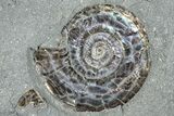 Three Iridescent Ammonite (Psiloceras) Fossils - England #350964-1